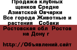 Продажа клубных щенков Средне Азиатской Овчарки - Все города Животные и растения » Собаки   . Ростовская обл.,Ростов-на-Дону г.